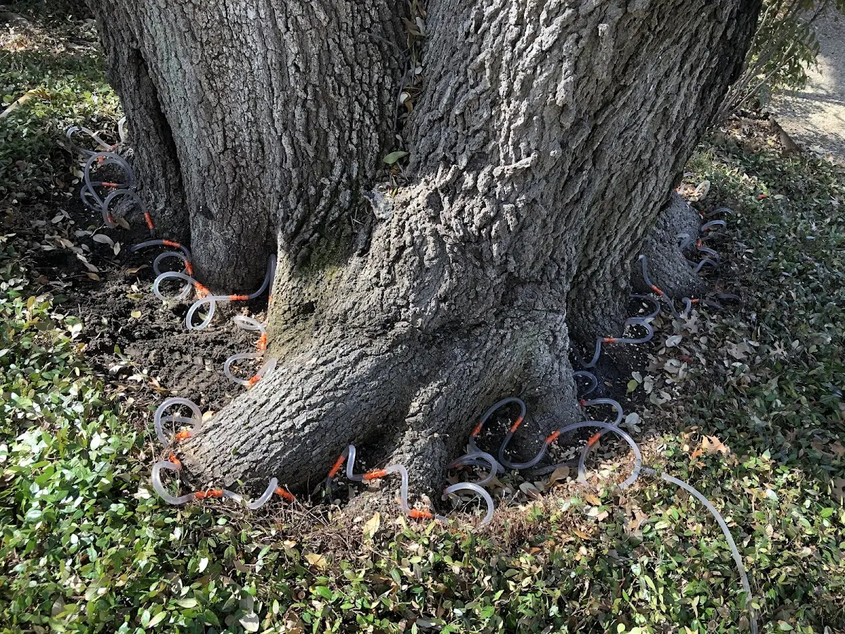Detailed Tree Cabling and Bracing job site in Winchendon